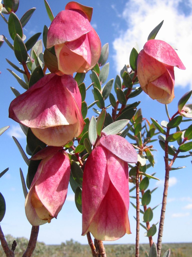 Qualup-Bells-768×1024