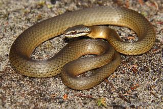 Snake-Watch_Image_2